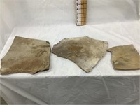 (3) Fish Fossils From Green River, Wyoming