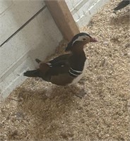 Male- Mandarin Duck- 2023 hatch