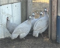 5 Lavender Guinea Fowl- Unsexed