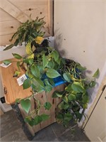 House plants (3)