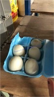 5 Fertile White Call Duck Eggs