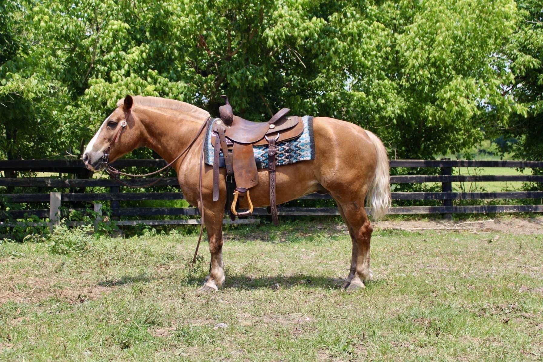 American Made Livestock Market June 15th