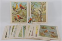 Bird Portraits in Color: Complete Sets 1-5, 8 ½”
