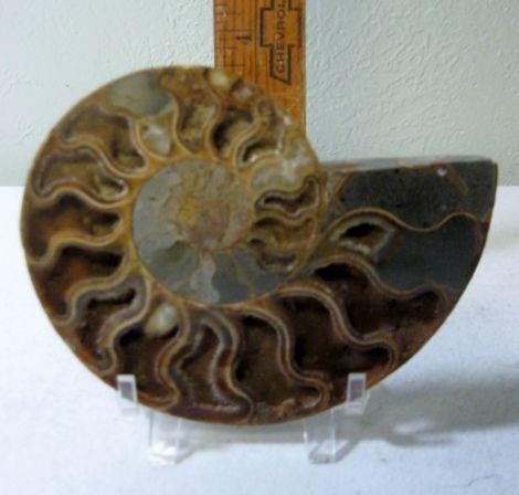 Cut & Polished Split Ammonite Fossil 5" X 4"