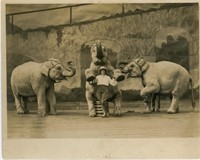 8X10 ADELE NELSON ELEPHANTS 1926
