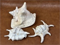 Selection of Sea Shells