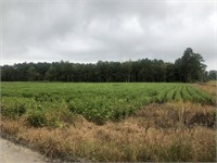 +/- 16 ACRES OFF MILES MOODY RD., MULLINS SC