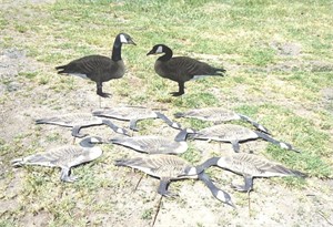 10 Silhouette Goose decoys