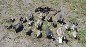 Flock of ducks decoys  w/ decoy bag