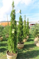 SCOTCH PINE THIS IS 4 TIMES THE BID AMOUNT