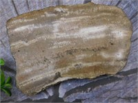 PETRIFIED WOOD SLAB ROCK STONE LAPIDARY SPECIMEN