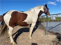 (VIC) BUCKLEY - WB X CLYDESDALE GELDING