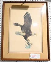 Hugh Hurtle Framed print of Bald Eagle 31” x