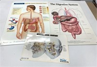 26" x 20" Digestive and Nasal Medical Signs