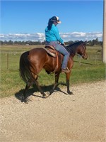 (VIC) ROSIE - QH MARE