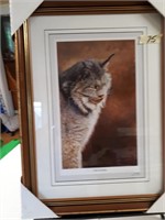 Picture of a Cat