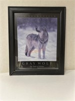 Grey Wolf Taste of Winter framed poster photo