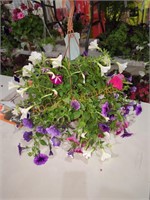 Petunia Hanging Basket