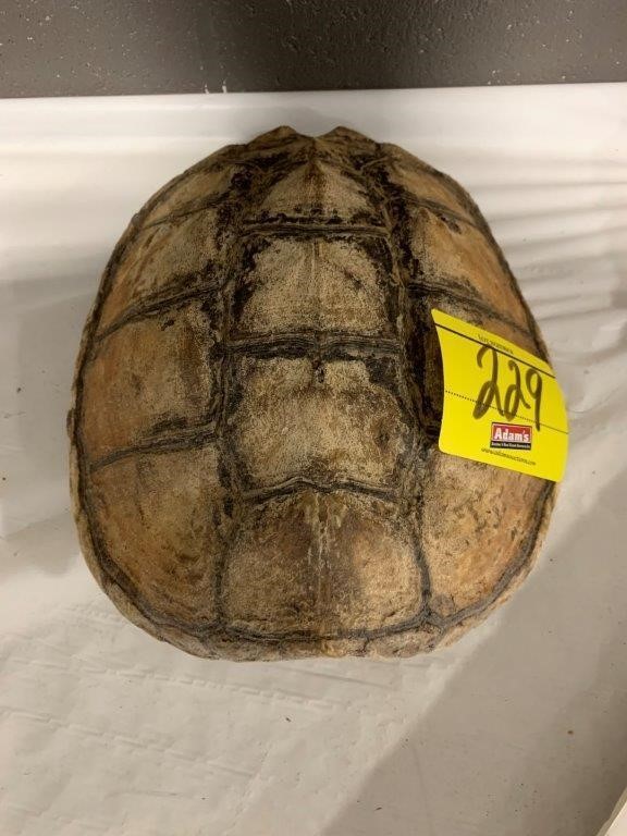 REAL TAXIDERMY TURTLE SHELL
