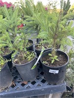 4 Lots of 1ea 1 Gal Black Hills Spruce