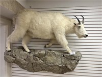 Mountain Goat Full Body Mount on Rock Like Base