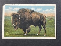 Vintage Buffalo Postcard