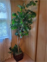 7' Ficus Tree