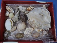 Seashell Lot