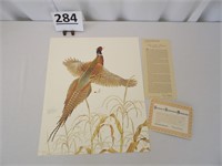 Ring-Neck Pheasant Print by Don Whitlatch