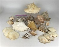 Assortment of Shells