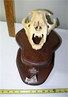 Mountain Lion Skull Mount