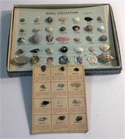 Sea Shell & Stone Collection