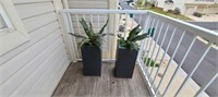 2PC OUTDOOR FLOOR PLANTS