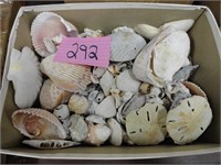 Seashells Lot