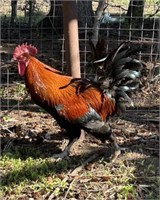 Rooster-Black Copper Maran-Proven
