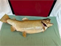 *TAXIDERMY TROUT 22"