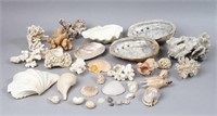 Large Group of Seashells & Coral