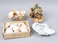 Seashells, Sand Dollars & More