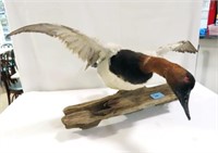 DUCK MOUNT IN FLIGHT