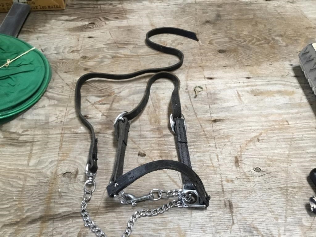 Calf halter