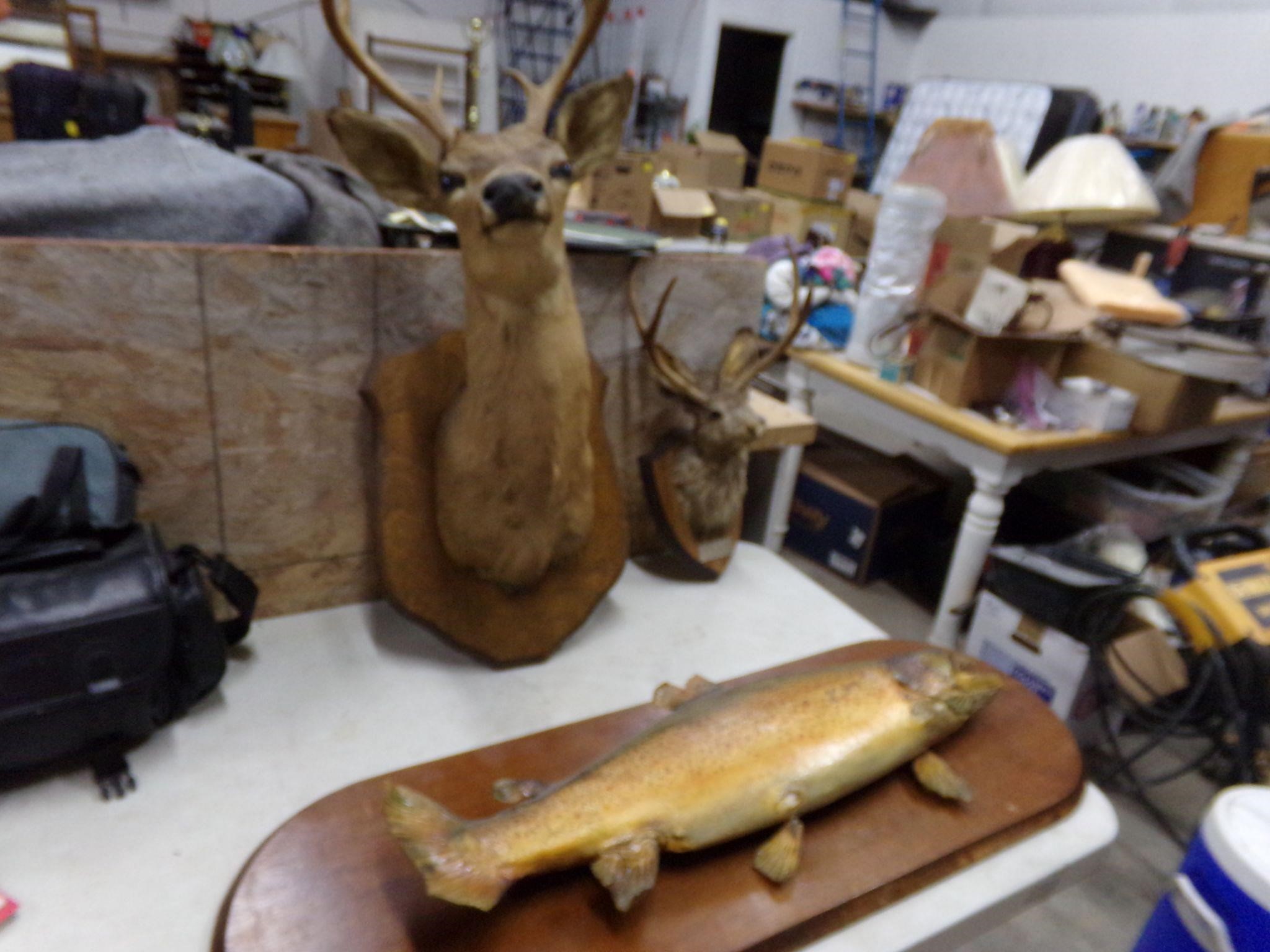 Deer, Jackalope and trout taxidermy