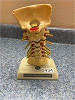 Vertebrae Anatomical Spinal Model