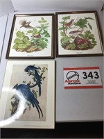 Bird Print Pictures (3)