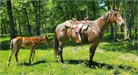 EFG Bars Blue Jeans - 2009 Bay Roan AQHA Mare