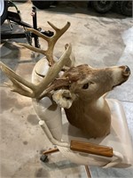 Taxidermy deer buck head mount