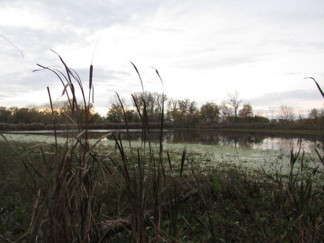 Hunting Acreage | Wetland | Merom, IN | Auction