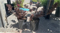 2 pots of Rainbow Sensation Weigela