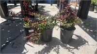 3 Lots /1ea 1 Gal Roseglow Barberry