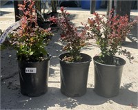 3 Lots /1ea 1 Gal Roseglow Barberry