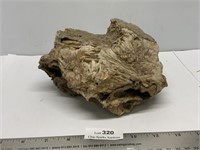 Large 4 1/4"x8 Agate? Petrified Wood Specimen